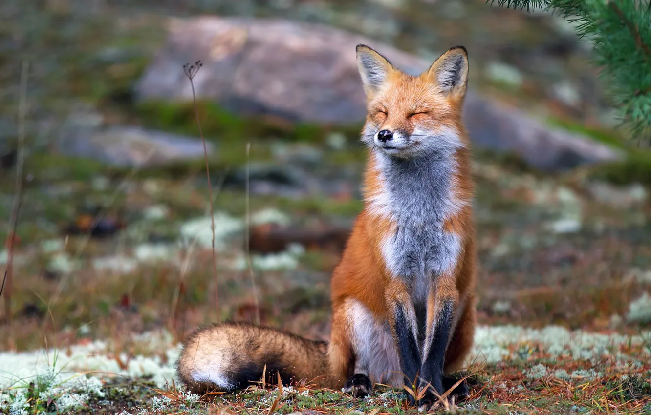 Photo wallpaper Fox, red, sly look, the red Fox
