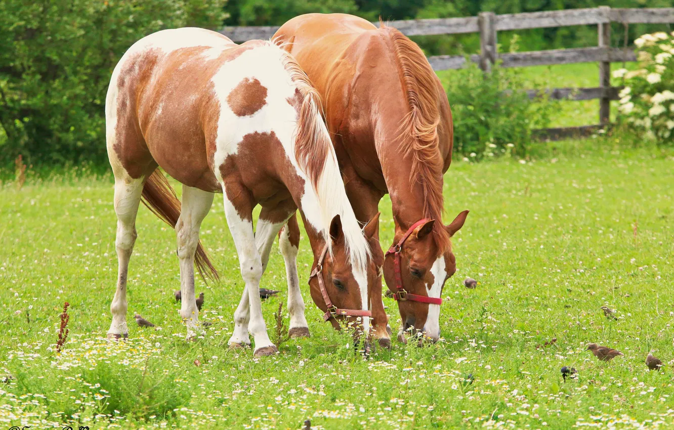 Photo wallpaper nature, horse, meadow, pair