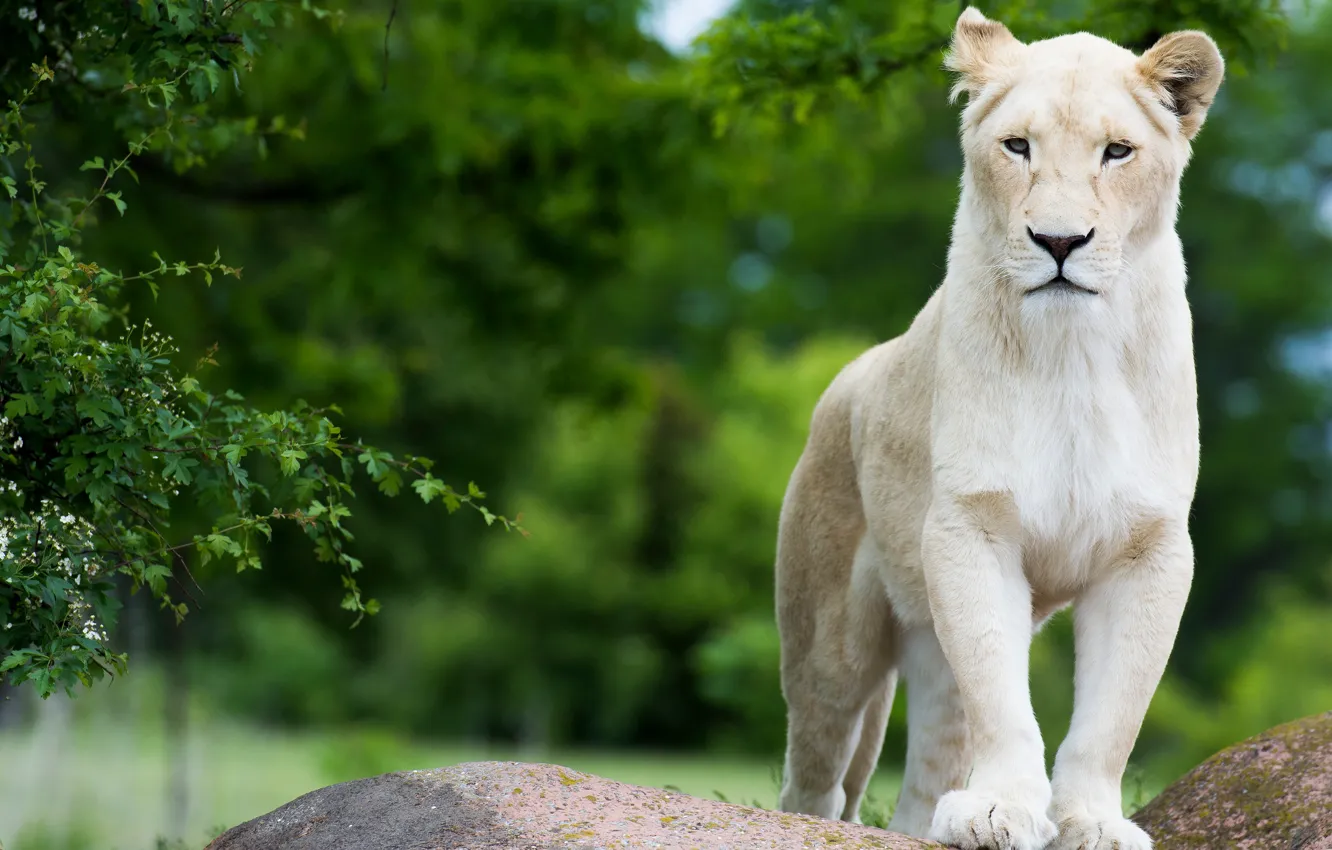 Photo wallpaper white, look, face, foliage, is, lioness, branches, stones