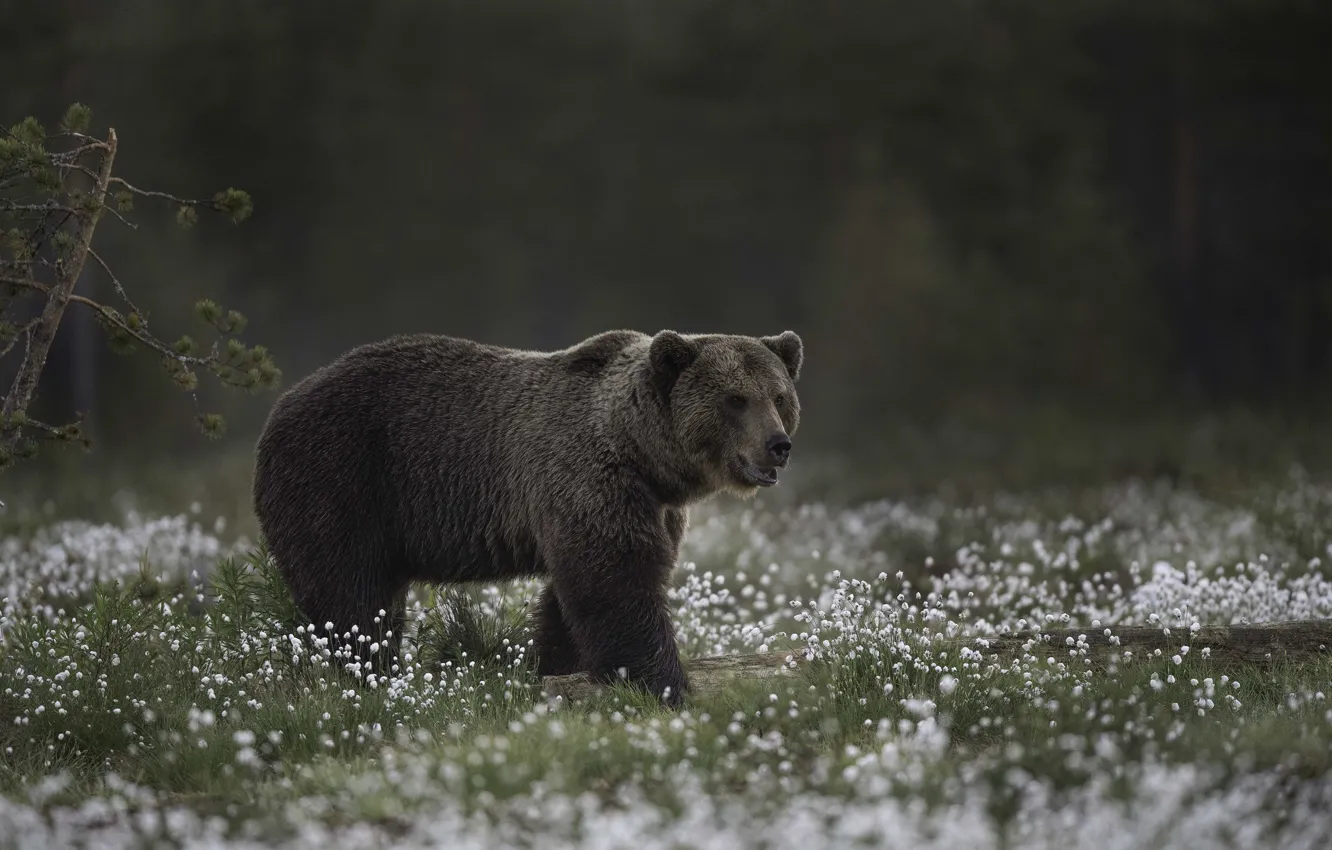 Photo wallpaper bear, giant, bear