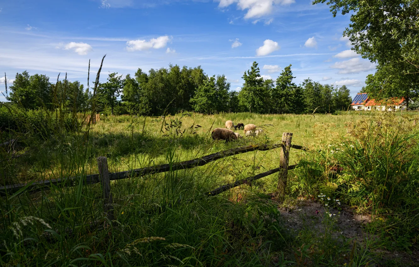 Photo wallpaper greens, summer, grass, the sun, trees, the fence, sheep, house