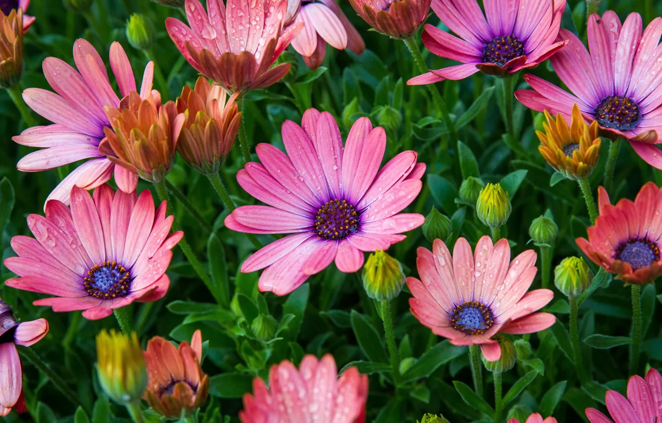 Photo wallpaper drops, buds, Osteospermum