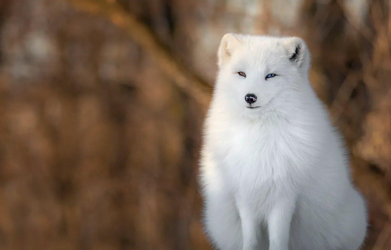 Photo wallpaper winter, white, snow, nature, sitting, Fox, blurred background, odd-eyed