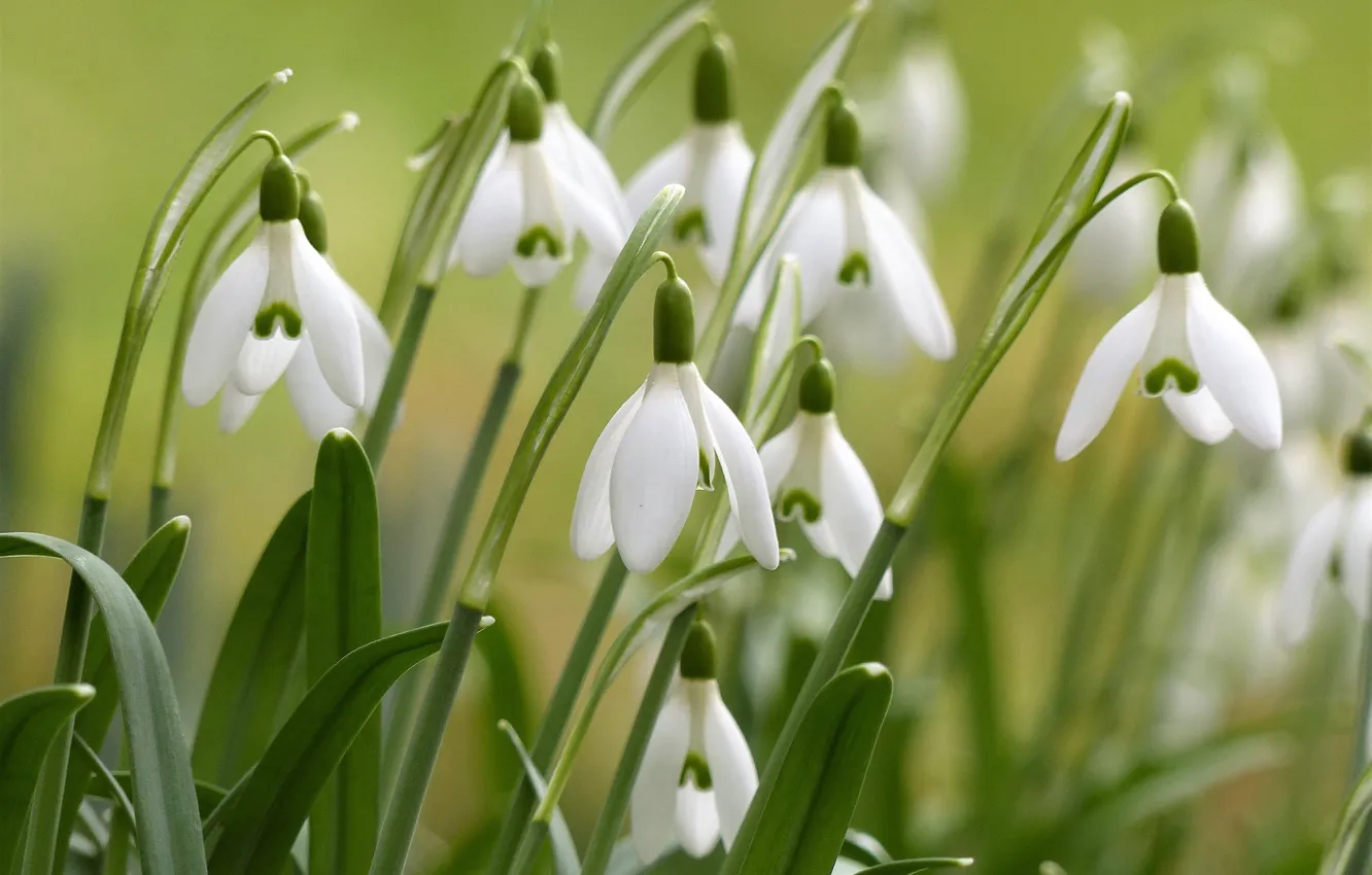 Photo wallpaper macro, spring, snowdrops, Galanthus