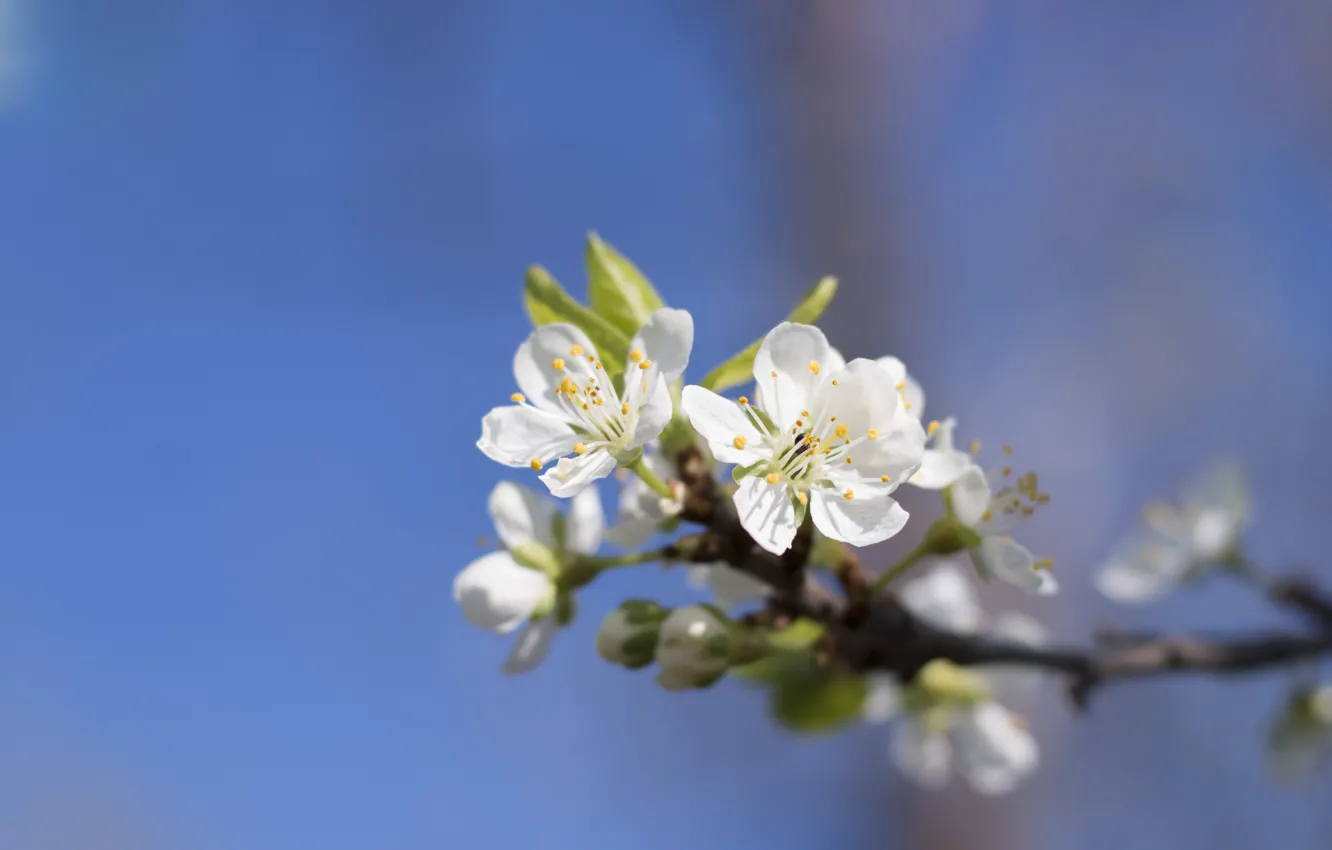 Photo wallpaper the sky, trees, flowers, nature, plants, spring, apricot, flowers apricot