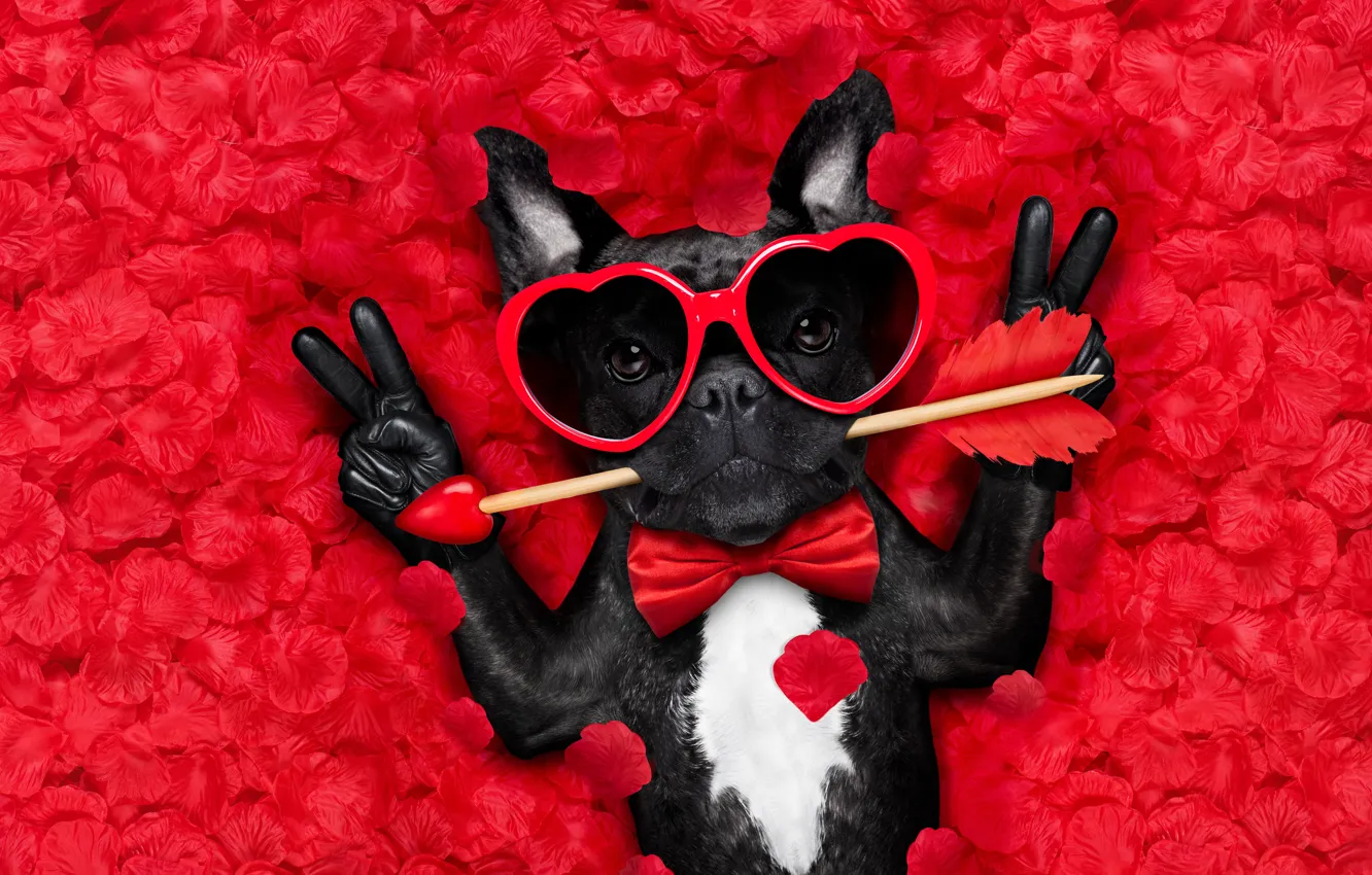 Photo wallpaper dog, petals, love, rose, dog, romantic, hearts, funny