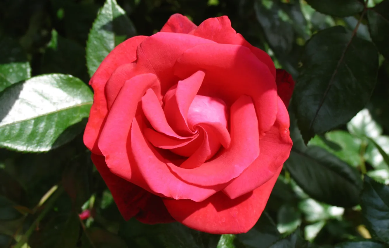 Photo wallpaper leaves, roses, petals, garden, buds, the bushes