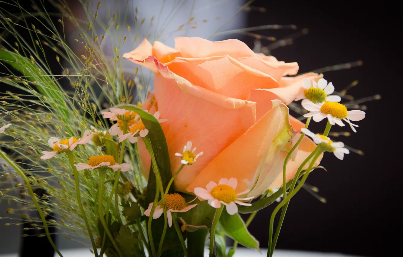 Photo wallpaper rose, chamomile, bouquet