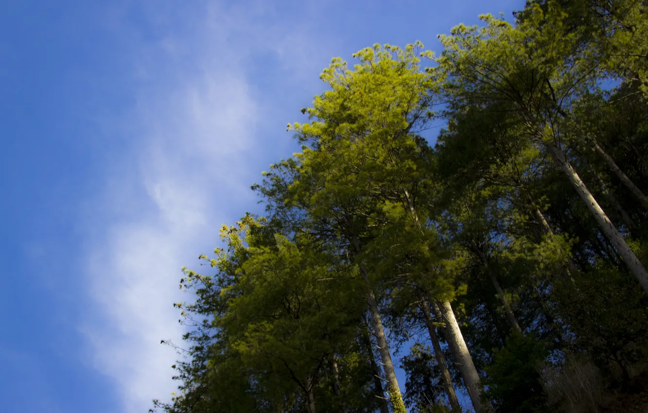 Photo wallpaper green, sky, trees, nature, blue, cloud, high, mushkpuri
