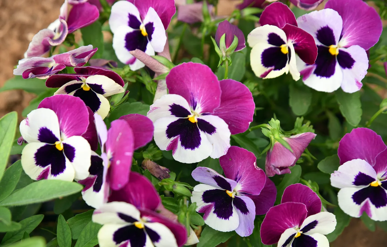 Photo wallpaper viola, flowers, Pansy, pink, flowerbed