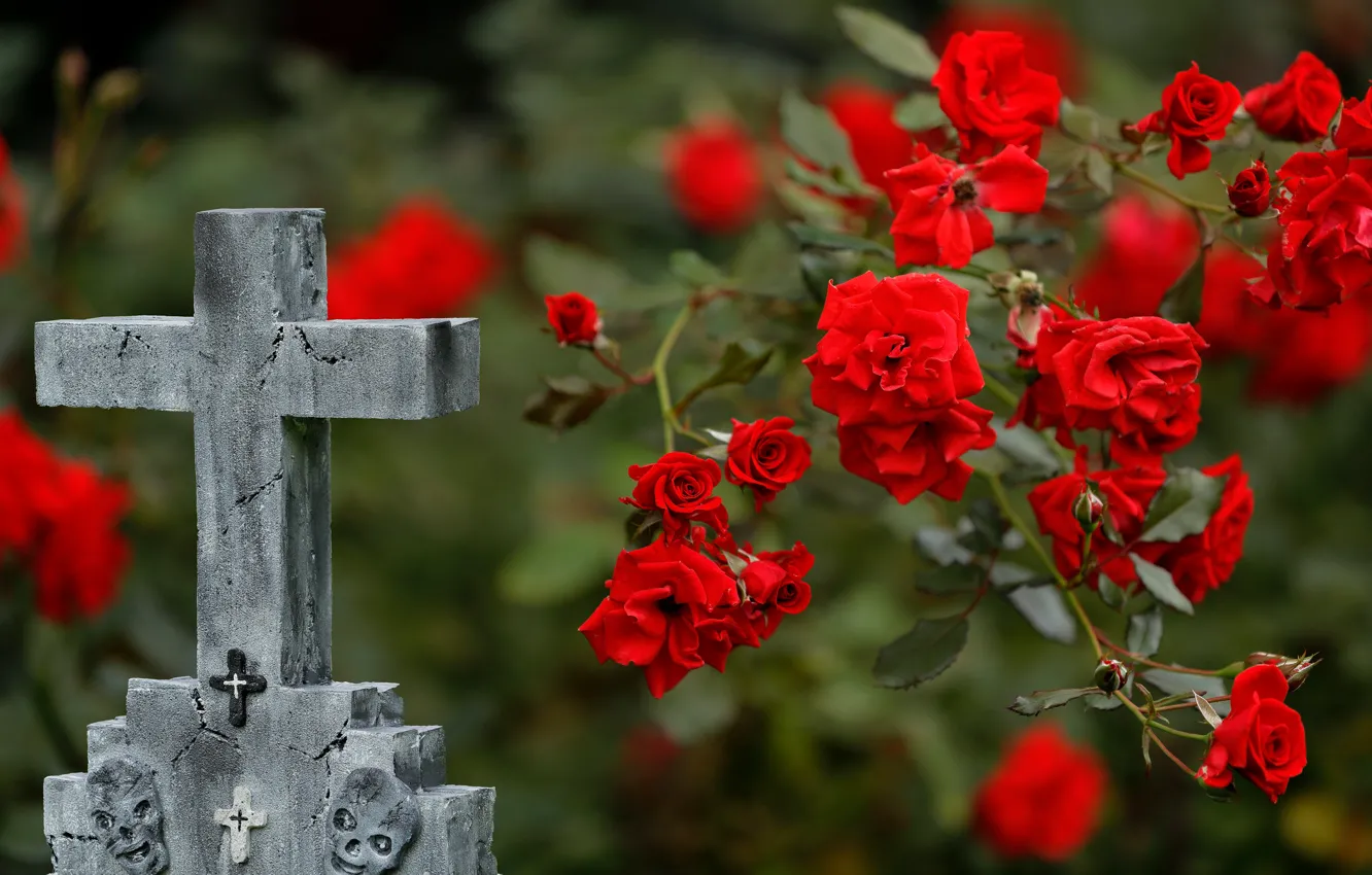 Photo wallpaper flowers, roses, cross, red, headstone, rose Bush