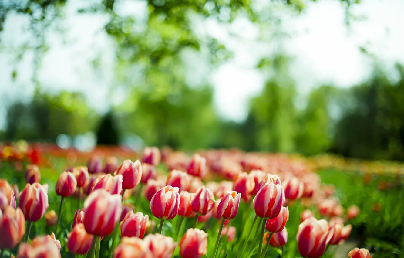 Photo wallpaper macro, spring, tulips