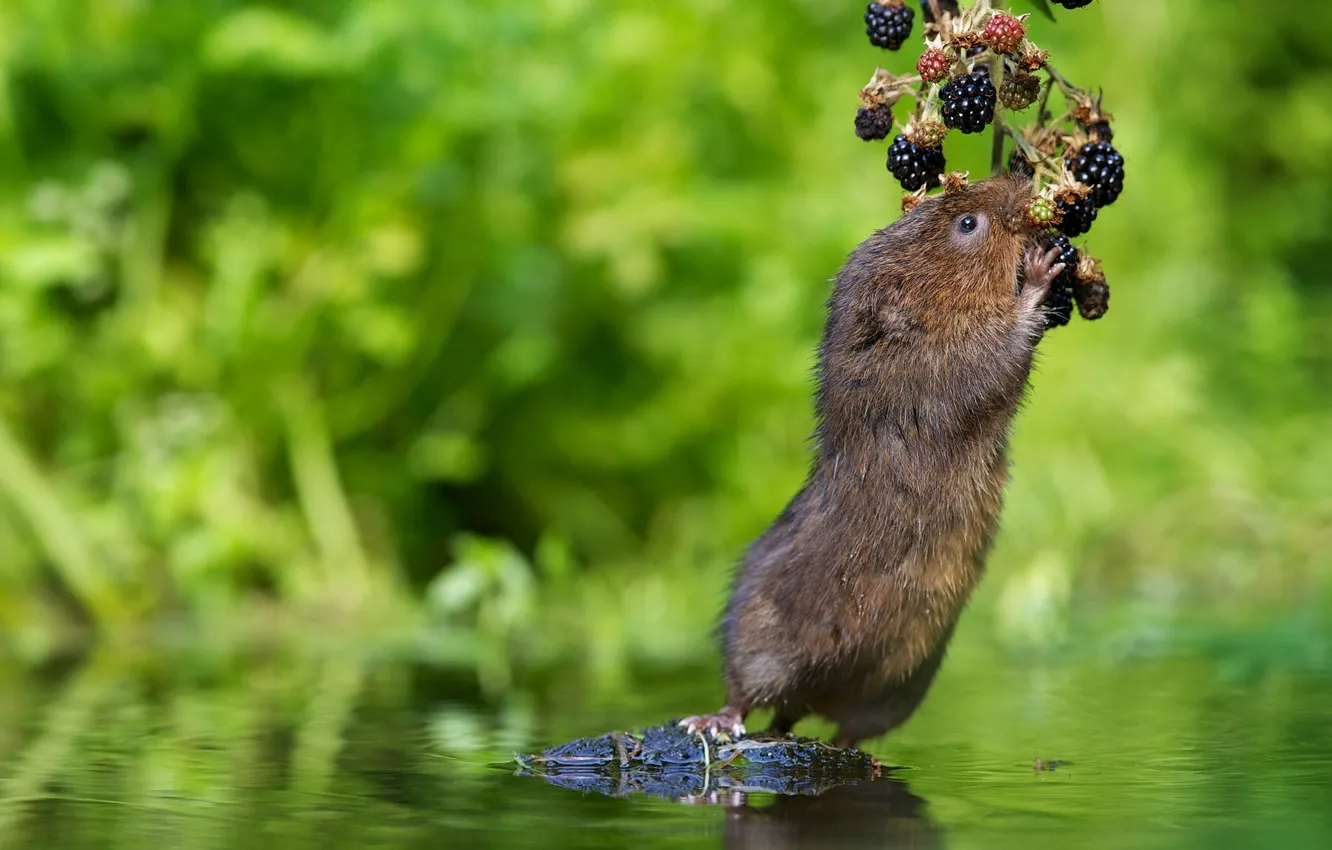 Photo wallpaper water, berries, BlackBerry, the water rat, water vole
