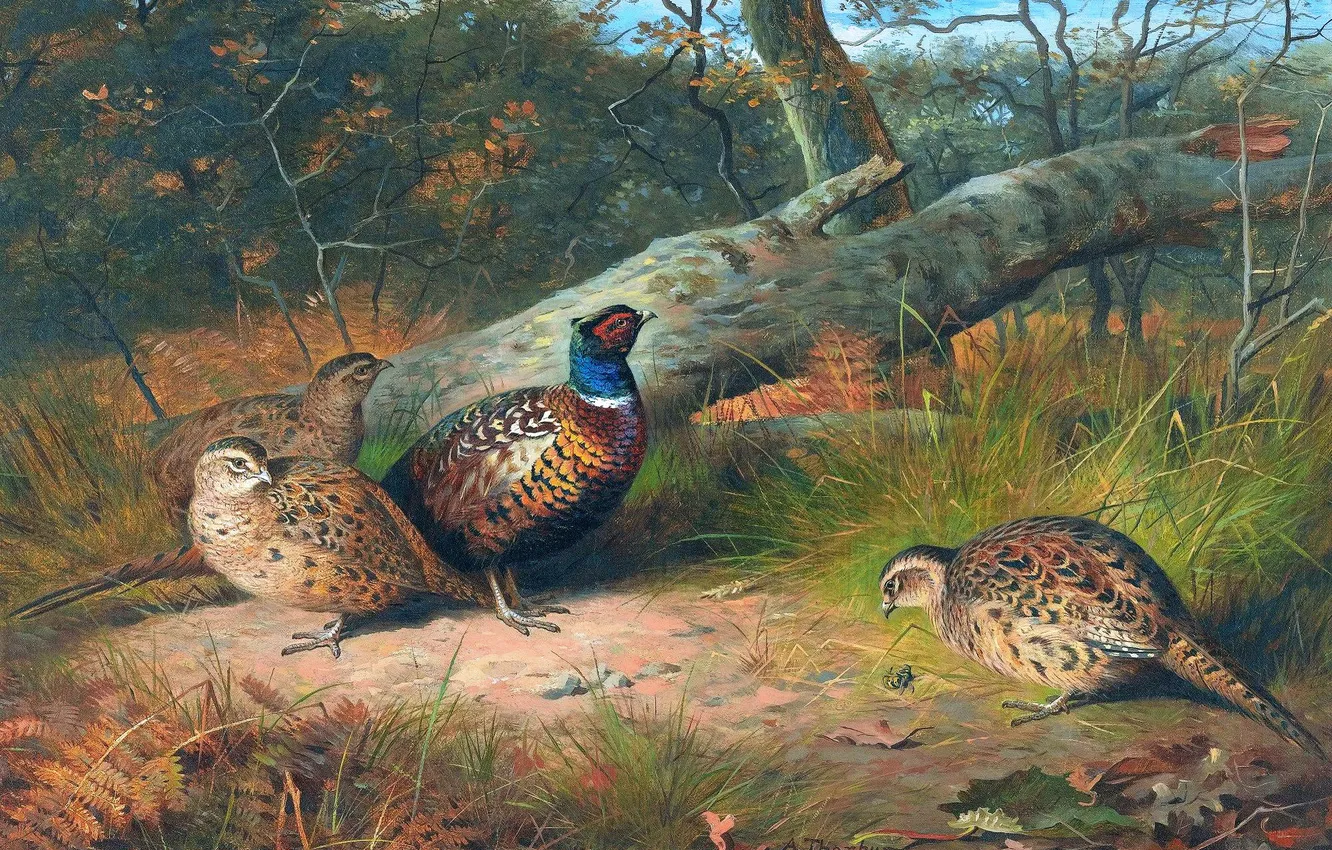 Photo wallpaper grass, trees, bird, picture, pheasant, Scottish painter, Archibald Thorburn, Archibald Thorburn,