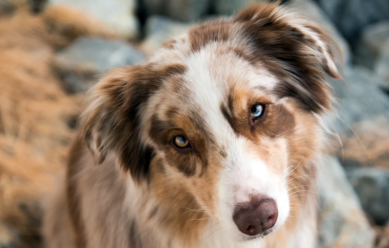 Photo wallpaper look, each, dog