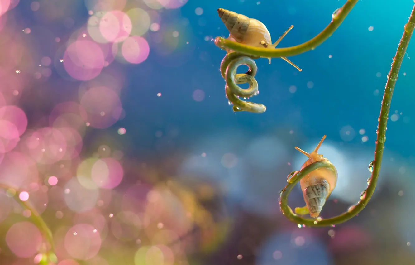 Photo wallpaper plant, snail, antennae, bokeh, twisted