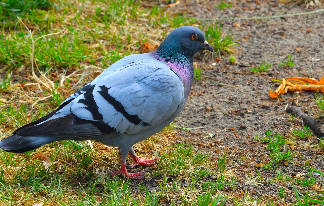 Photo wallpaper bird, pigeon, rapprochement