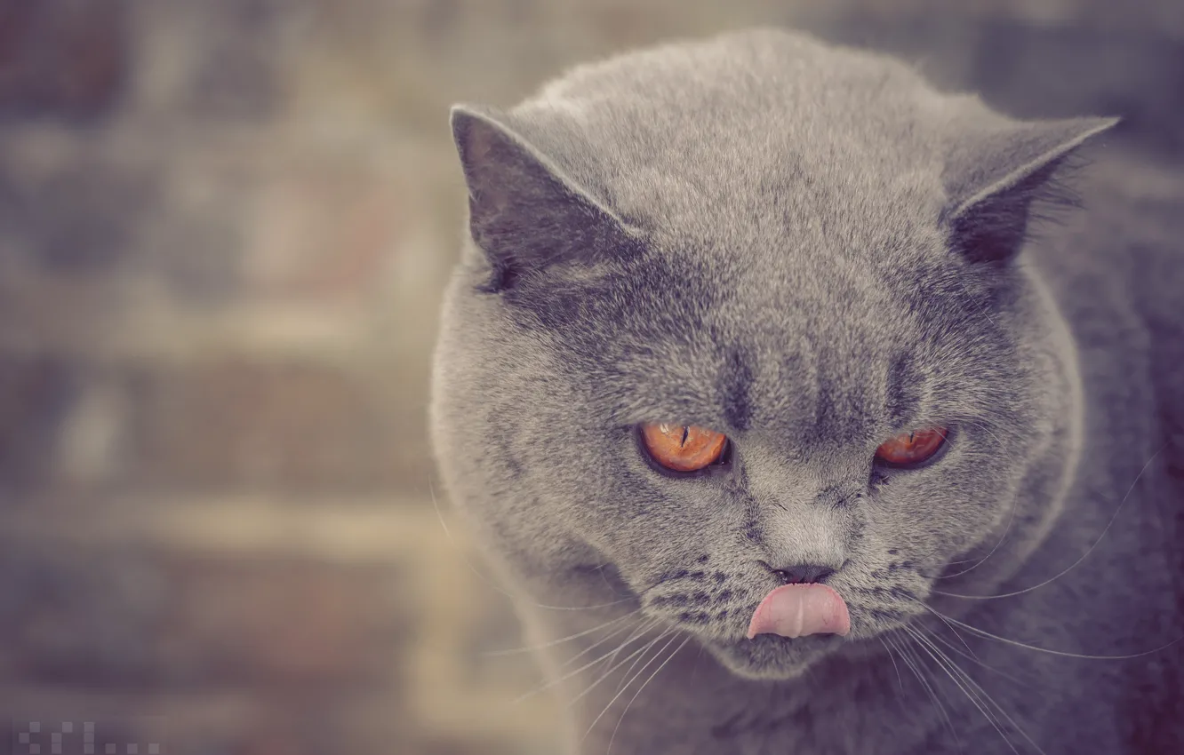 Photo wallpaper language, portrait, muzzle, British Shorthair