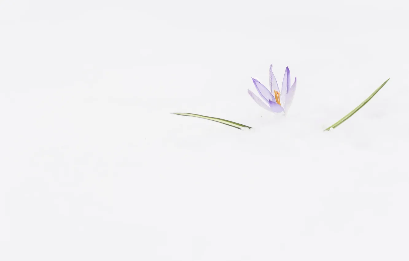 Photo wallpaper flower, snow, background