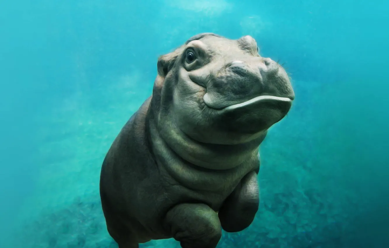 Photo wallpaper sea, hippo, baby hippo