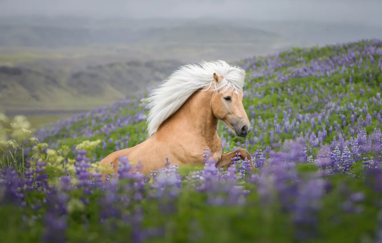 Photo wallpaper summer, look, face, flowers, mountains, fog, horse, horse