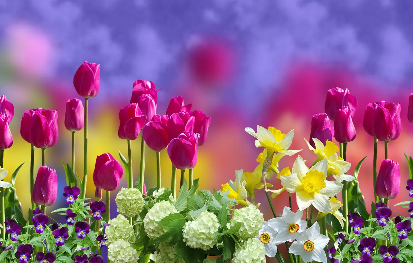 Photo wallpaper Graphics, Tulipany, Flowers, Bratki