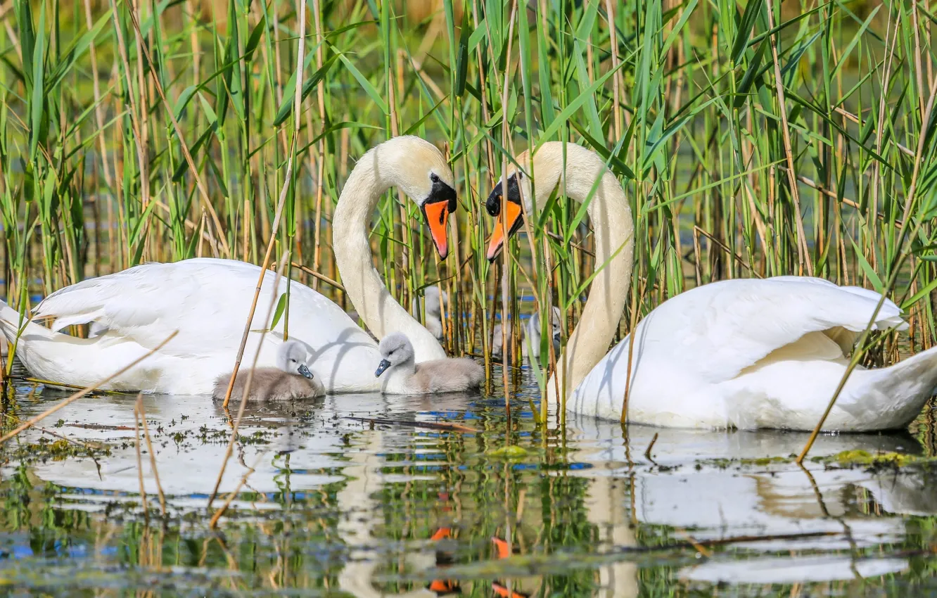 Photo wallpaper family, swans, Chicks