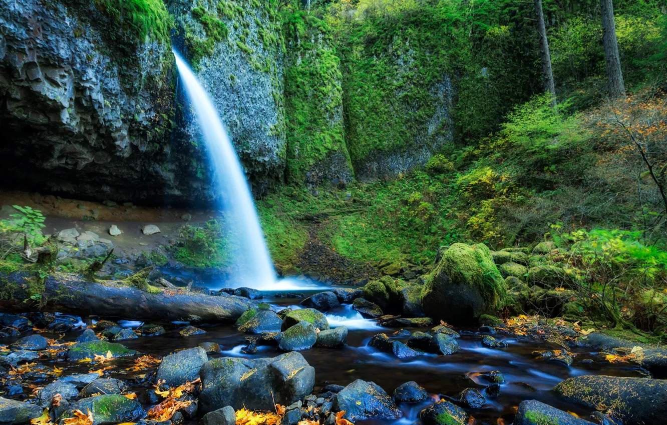 Photo wallpaper forest, leaves, trees, stones, rocks, waterfall, stream, USA