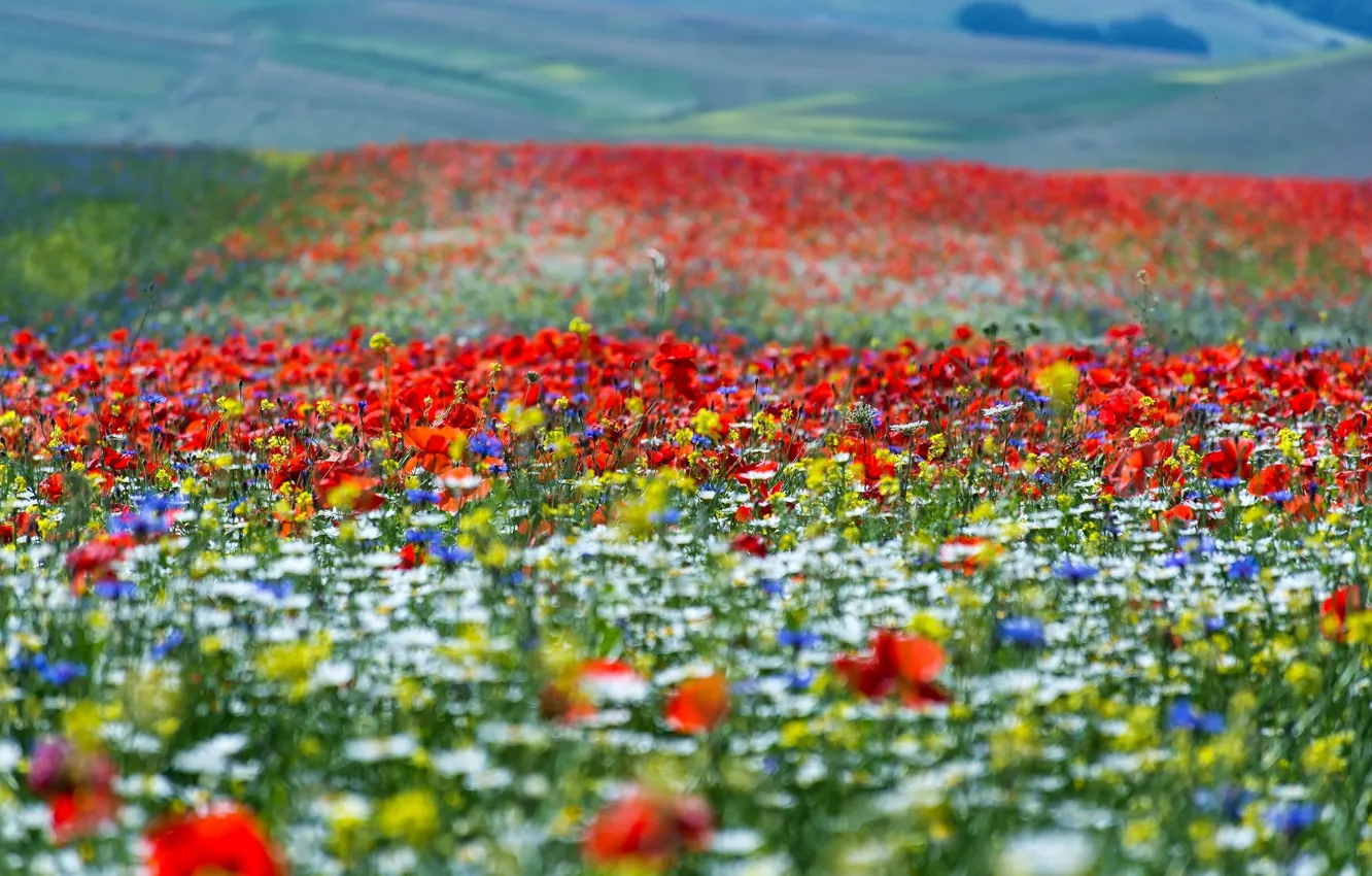 Photo wallpaper summer, flowers, meadow, bokeh