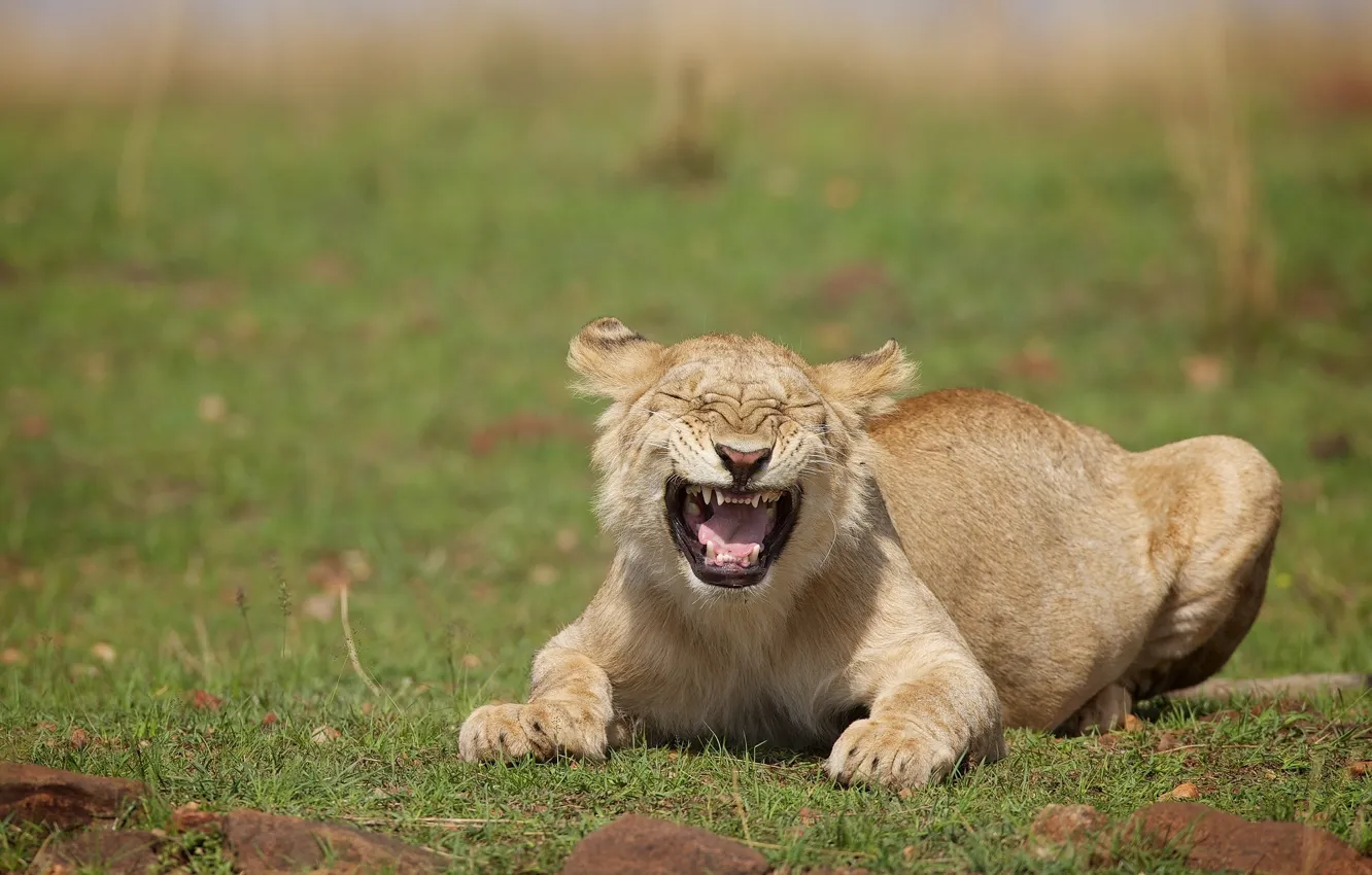 Photo wallpaper laughter, lioness, wild cat