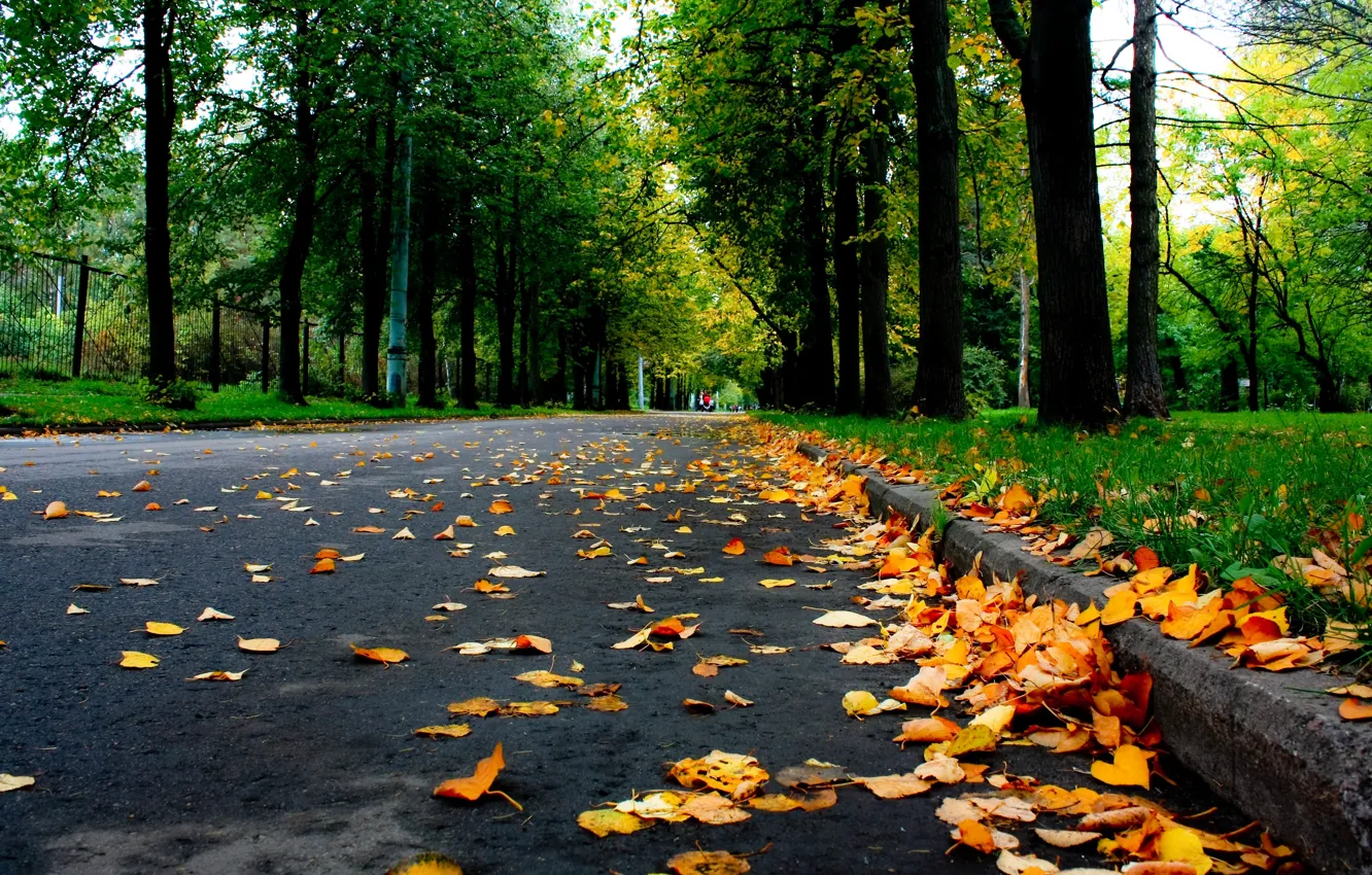 Photo wallpaper road, autumn, leaves, trees, yellow, nature, Park, falling leaves