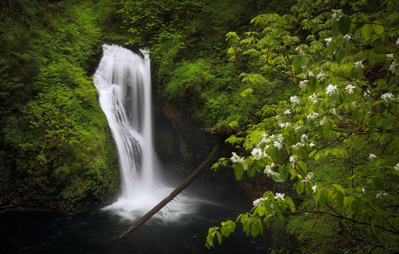 Photo wallpaper forest, branches, waterfall, moss, Oregon, dogwood