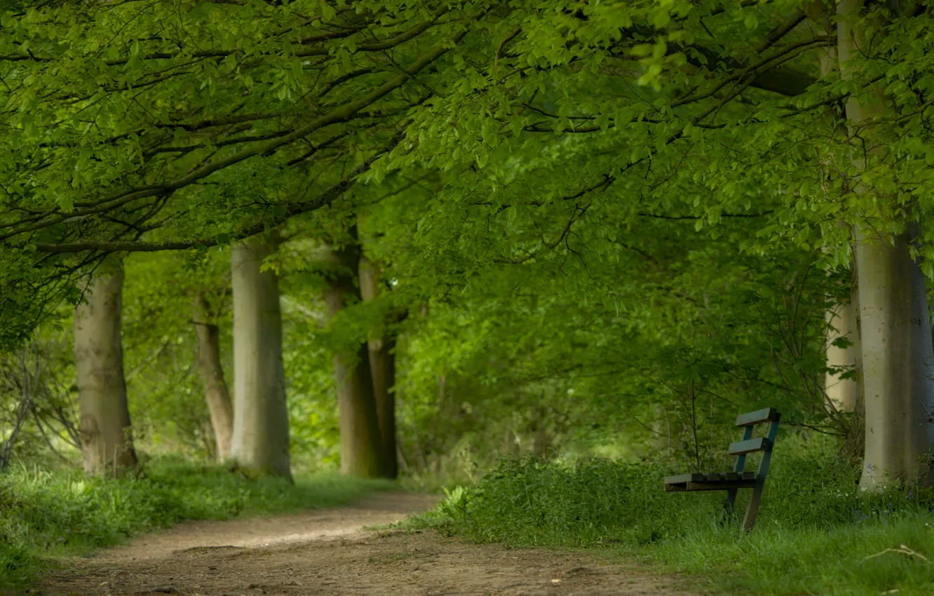 Photo wallpaper the city, Park, bench