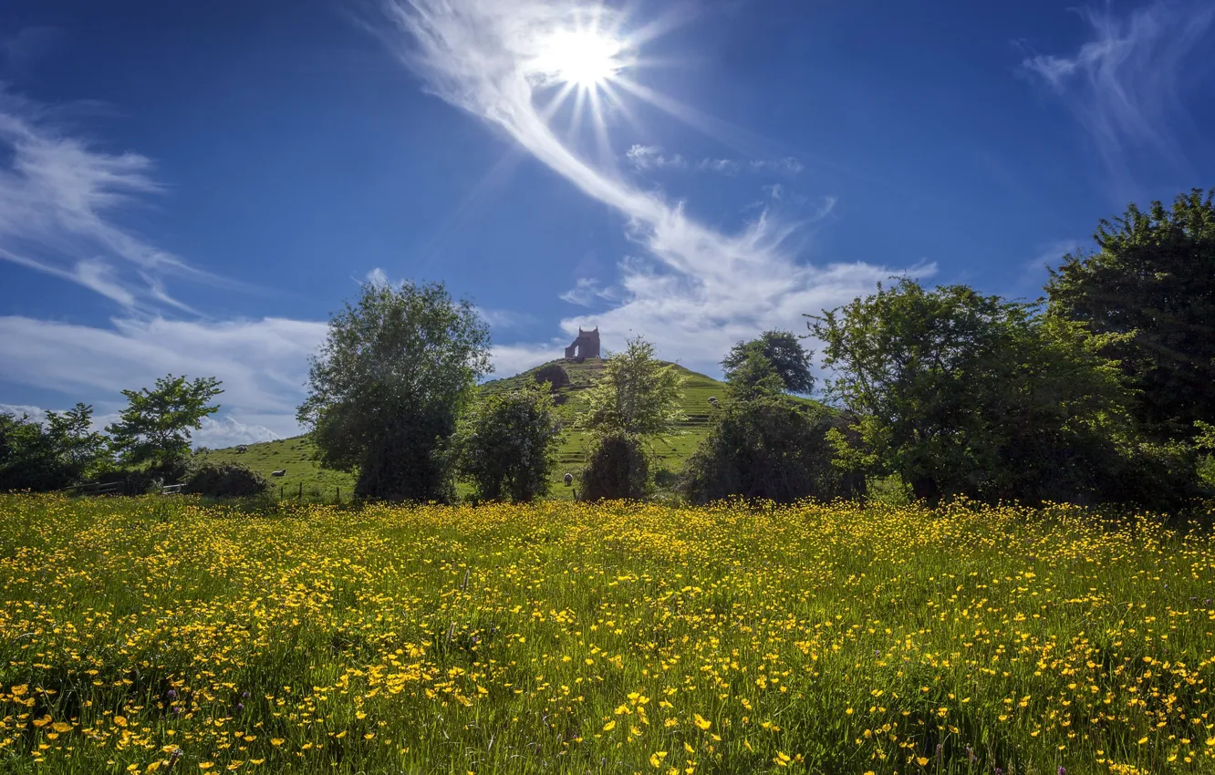 Photo wallpaper field, the sky, the sun, flowers, meadow, Sunny