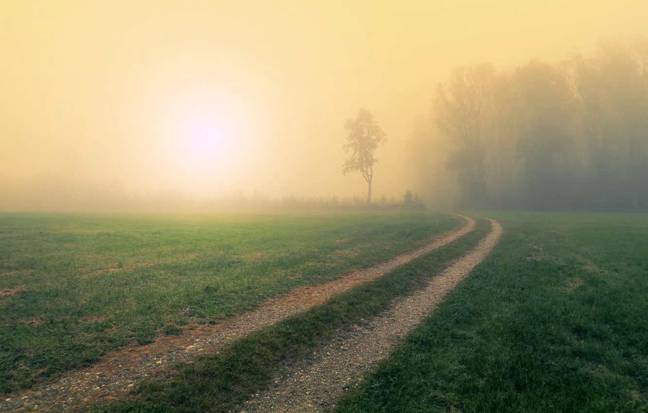 Photo wallpaper road, field, forest, grass, the sun, light, trees, fog