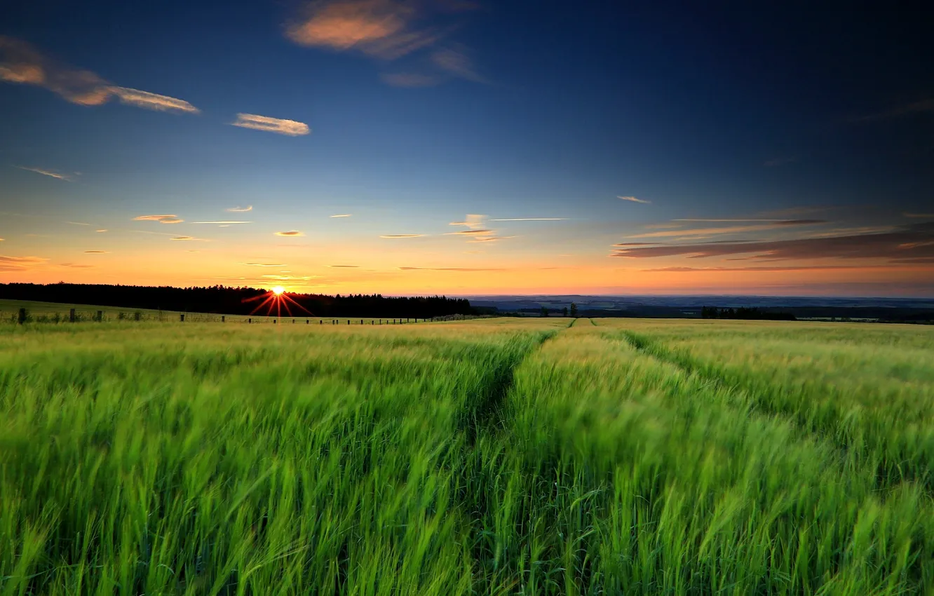 Photo wallpaper greens, field, the sky, grass, the sun, landscape, sunset, nature