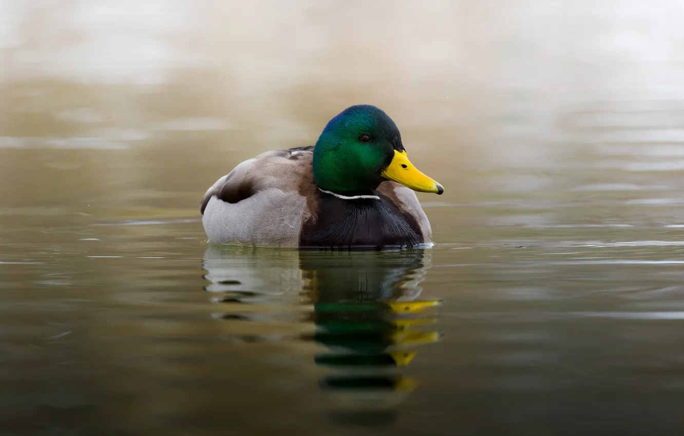 Photo wallpaper reflection, bird, duck, pond
