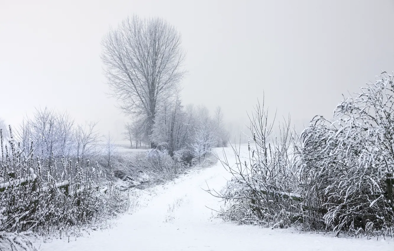 Photo wallpaper winter, frost, road, trees, branches, nature, Snow, the bushes