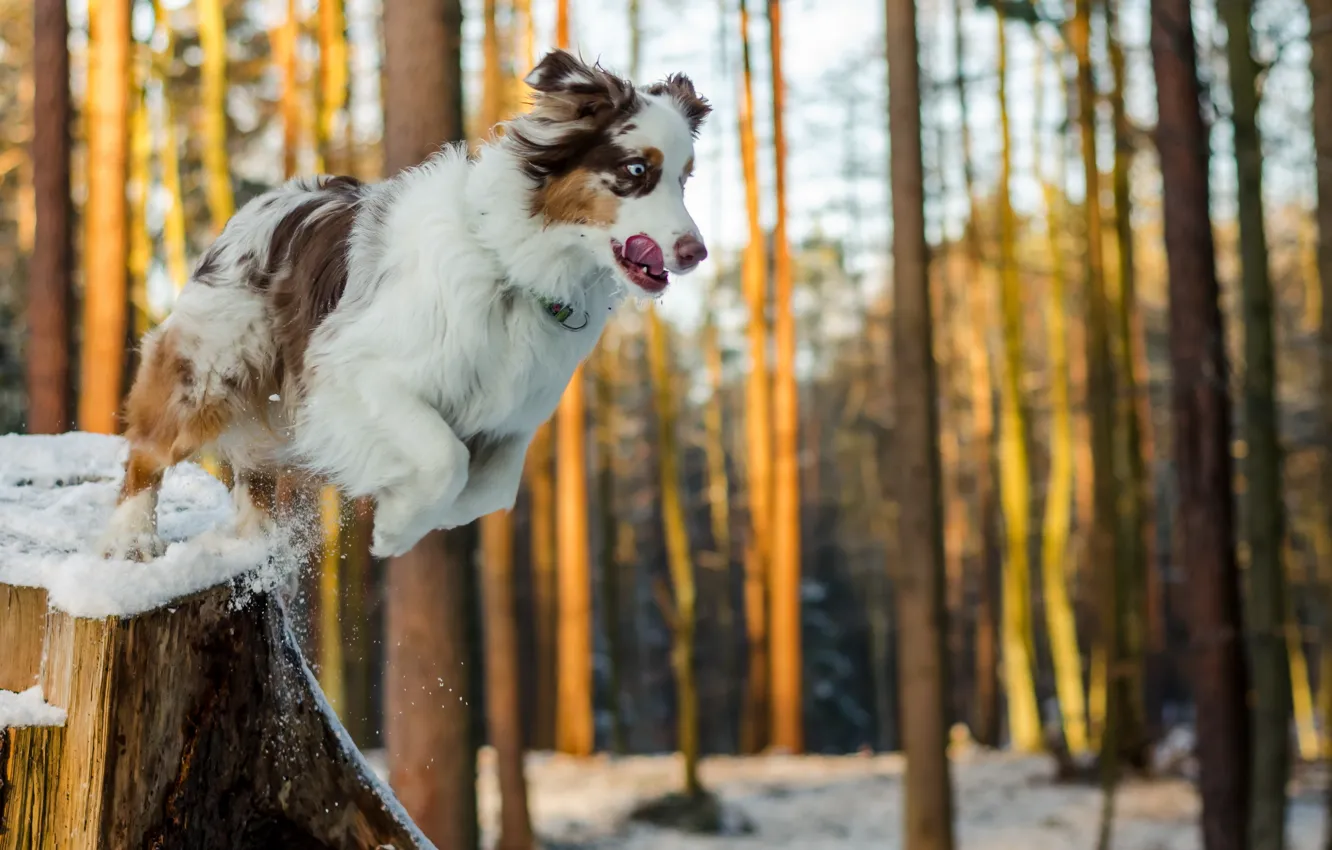 Photo wallpaper background, jump, dog