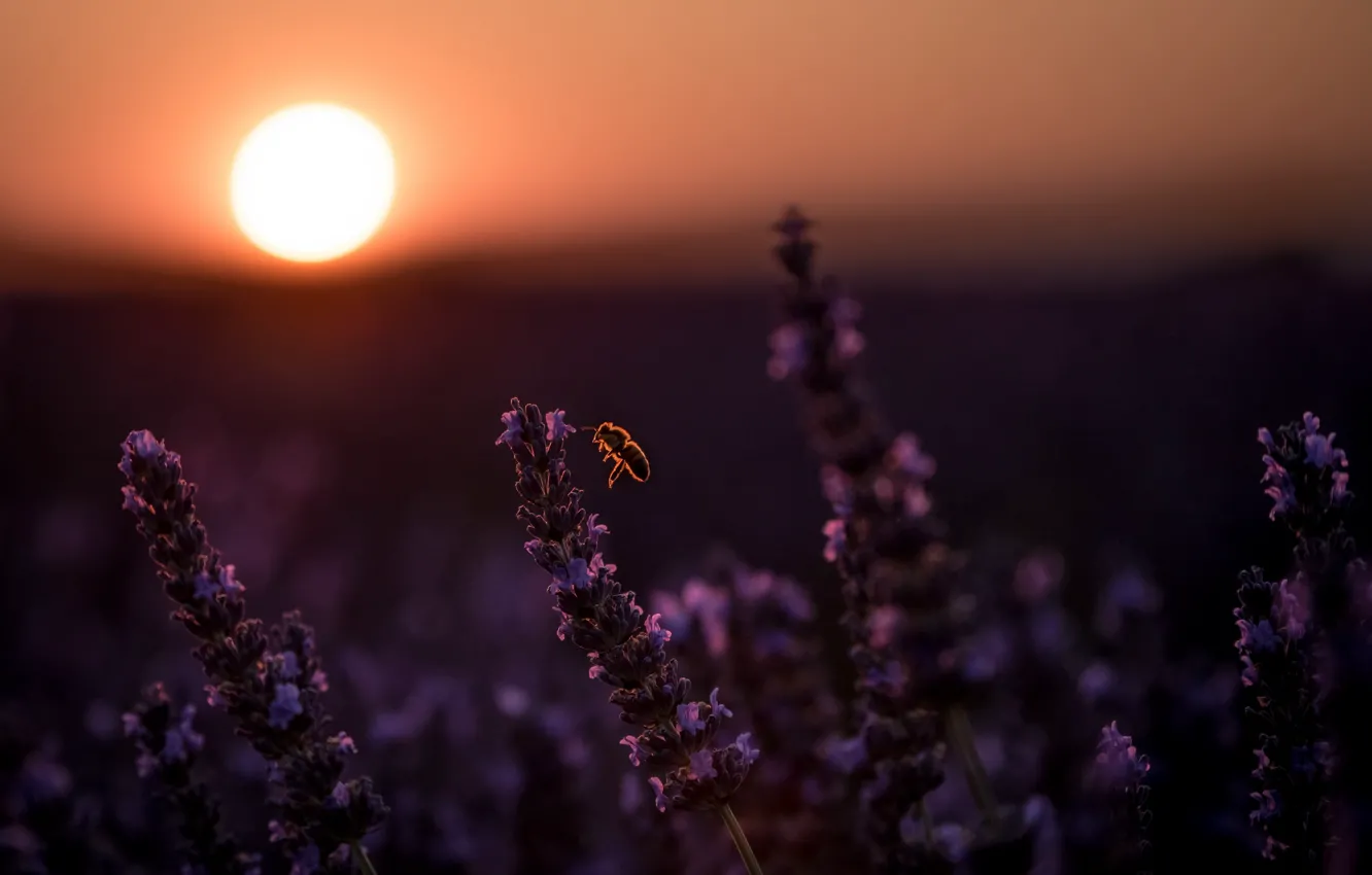 Photo wallpaper sunset, bee, lavender