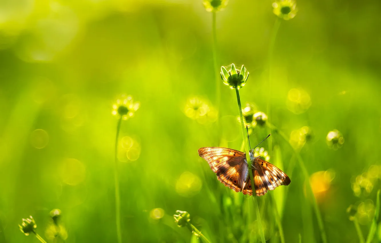 Photo wallpaper greens, macro, light, flowers, butterfly, meadow, bokeh