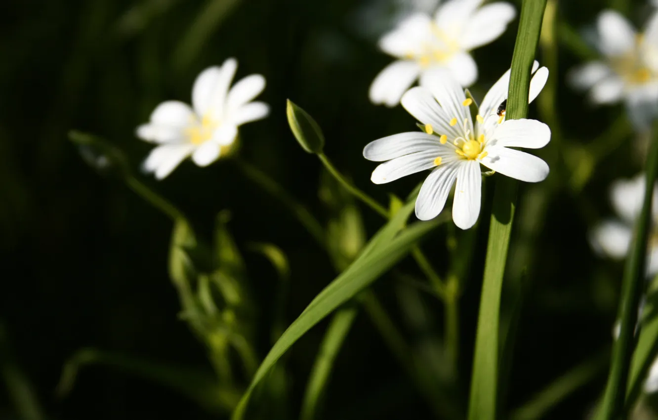 Photo wallpaper greens, white, grass, macro, flowers