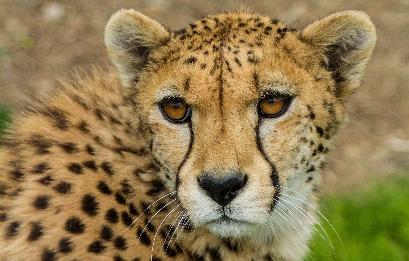 Photo wallpaper cat, face, Cheetah