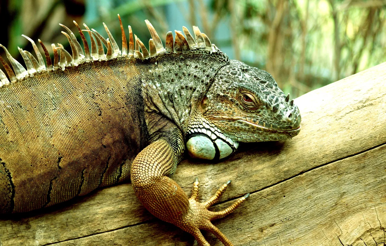 Photo wallpaper Iguana, reptile, scales, legs and eyes