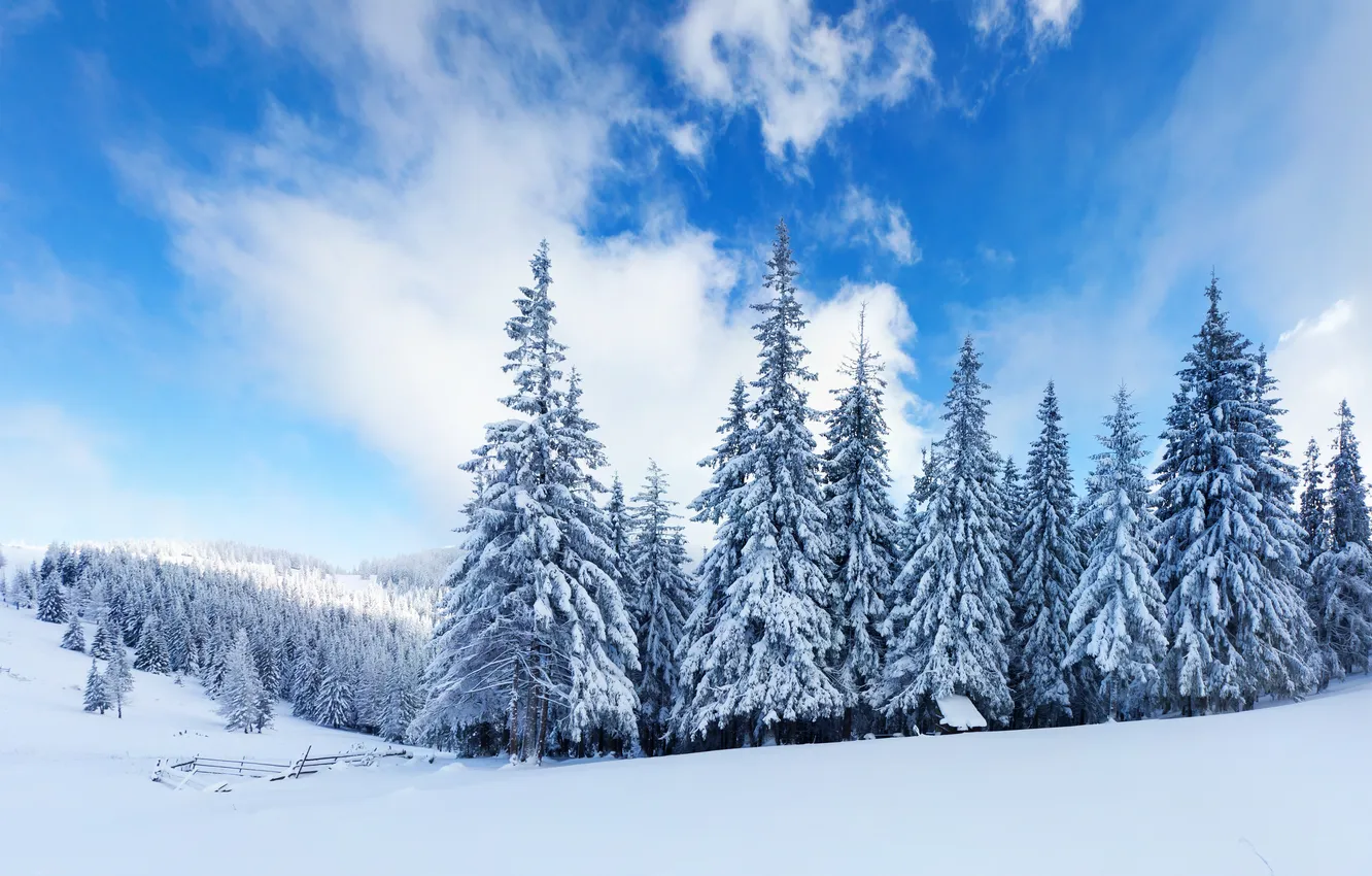 Photo wallpaper winter, forest, clouds, snow, tree