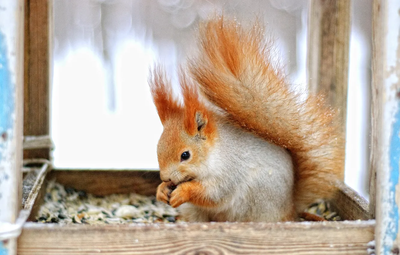 Photo wallpaper sweetheart, fluffy, protein, tail, red, funny, nibbles, animal