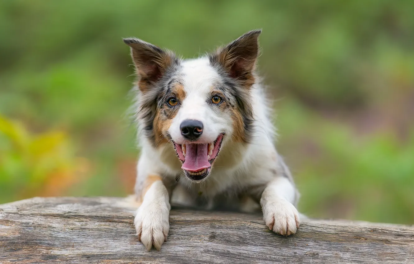 Photo wallpaper look, face, joy, background, dog, The border collie