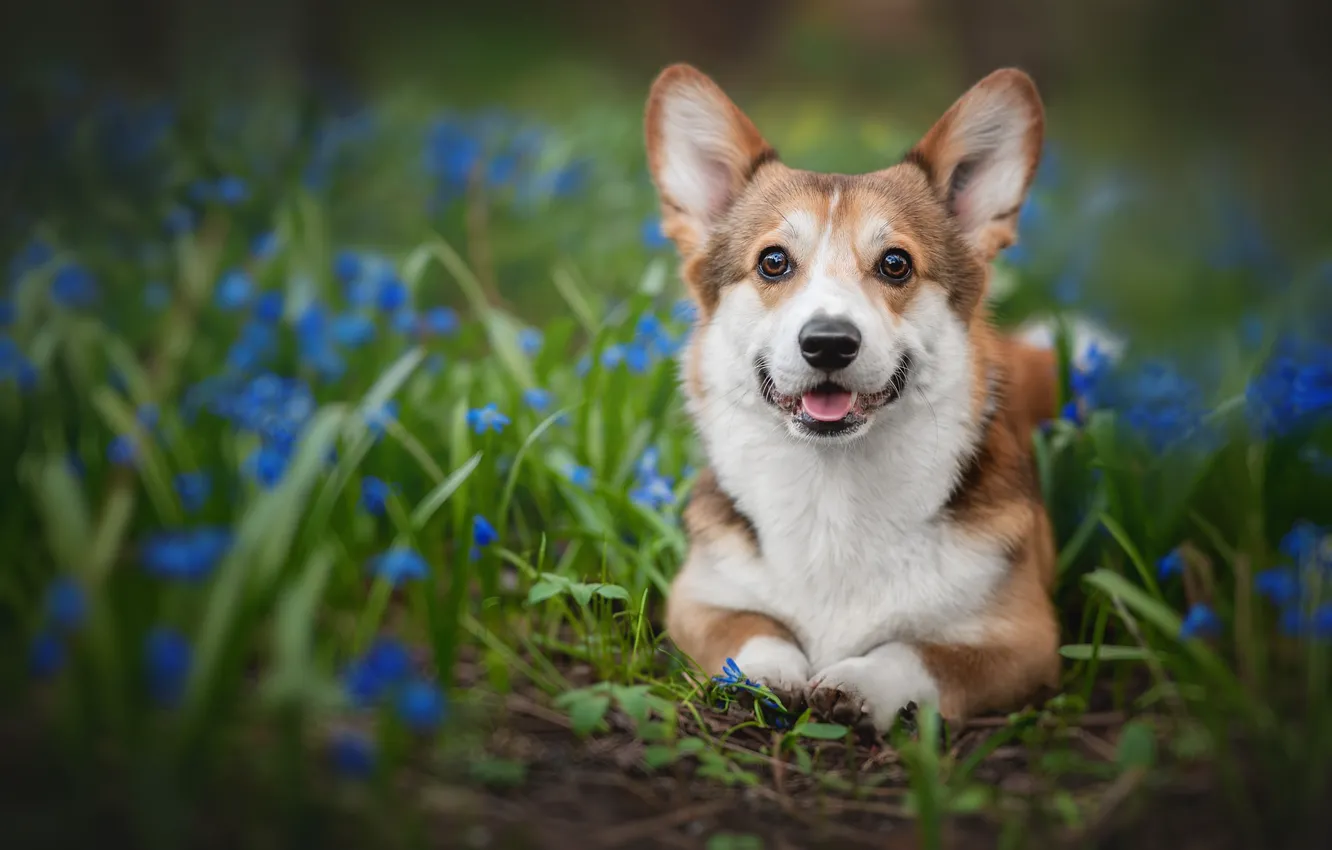 Photo wallpaper look, flowers, dog, face, doggie, Welsh Corgi, Galina Koptilina