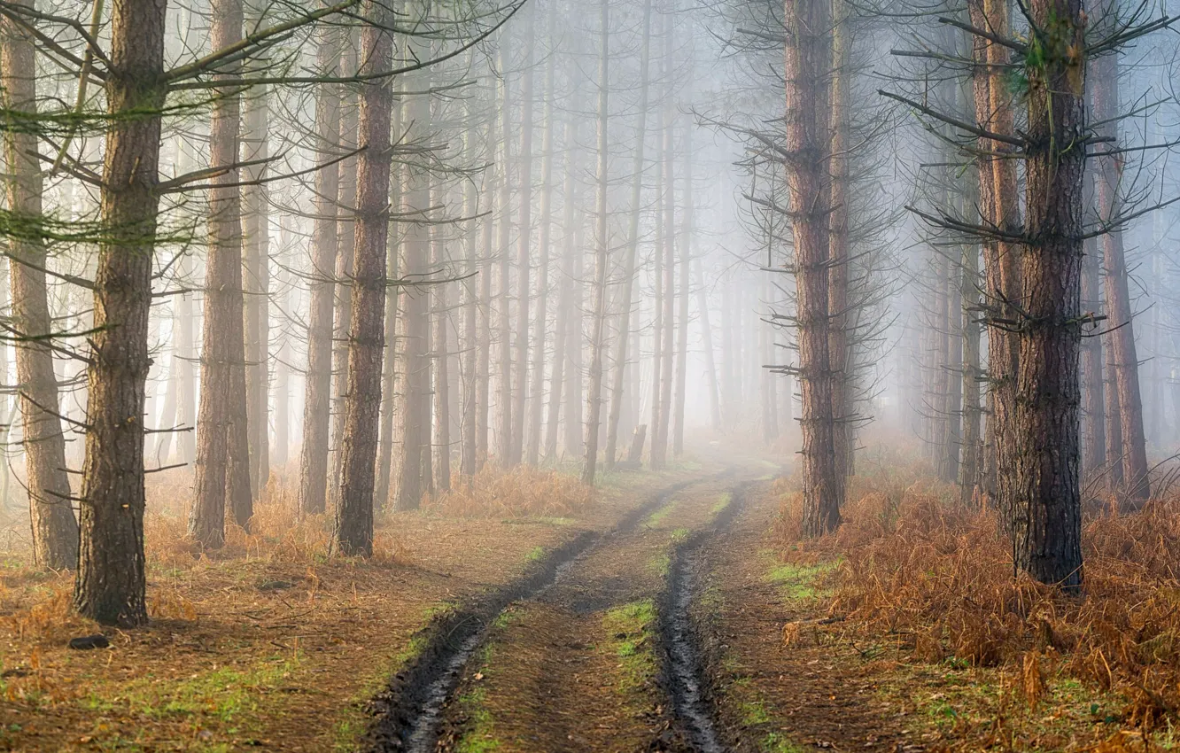 Photo wallpaper road, forest, fog, haze