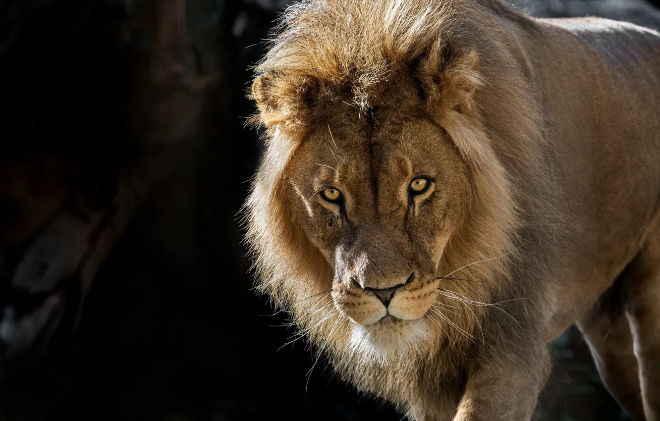 Photo wallpaper look, face, Leo, the king of beasts, wild cat